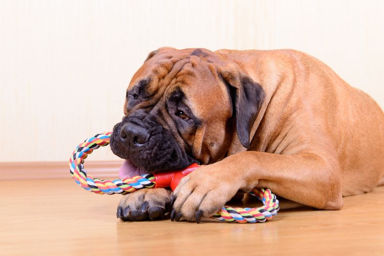 cachorro boxer brincando com  seu  brinquedo