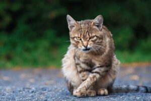 gato nervoso na rua