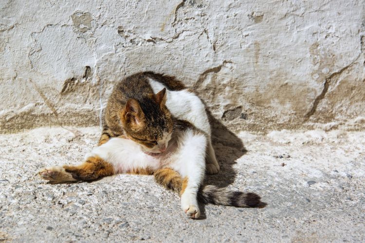 gato lambendo as suas próprias pernas