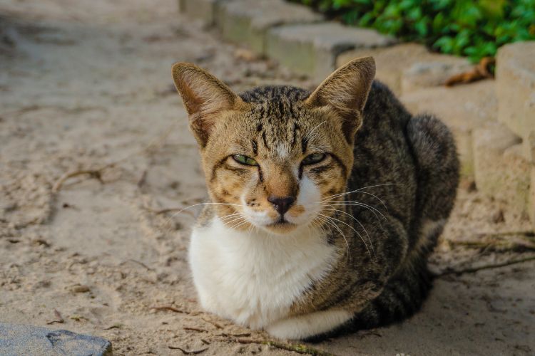 gato deitado relaxado no chão 