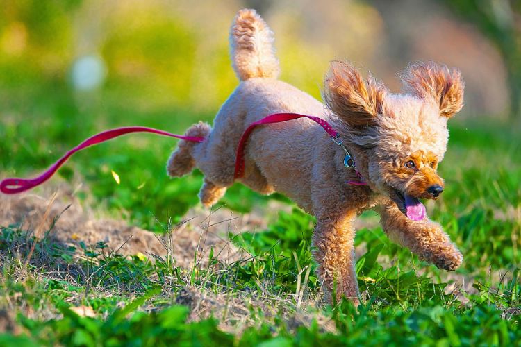 cachorro correndo com coleira vermelha