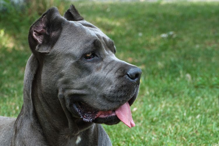 cachorro cane corso olhando para frente 