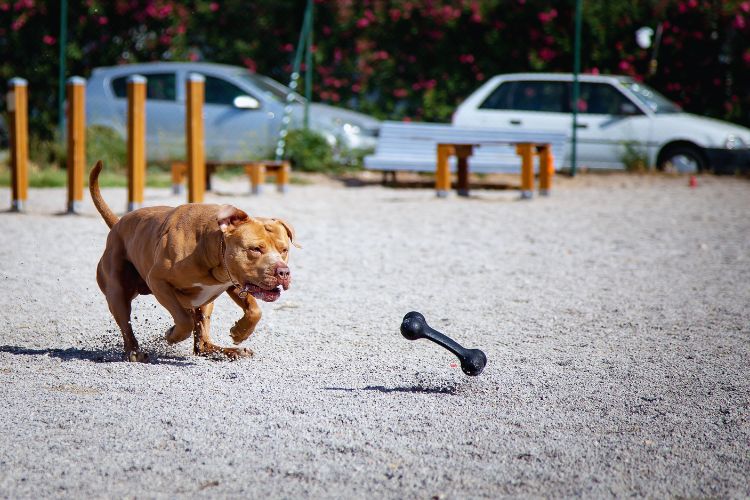 cachorro pit bull brincando na areia 