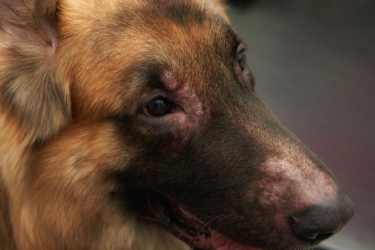 cachorro com problema de pele no rosto