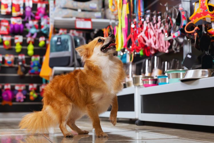 cachorro olhando pra cima dentro de pet shop