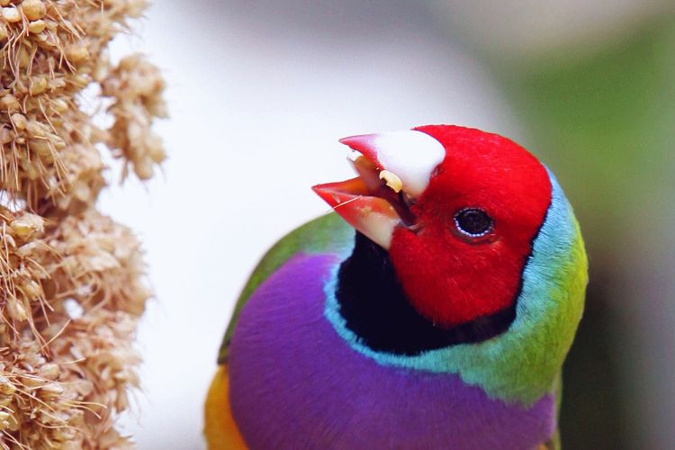 pássaro diamante gould comendo sementes