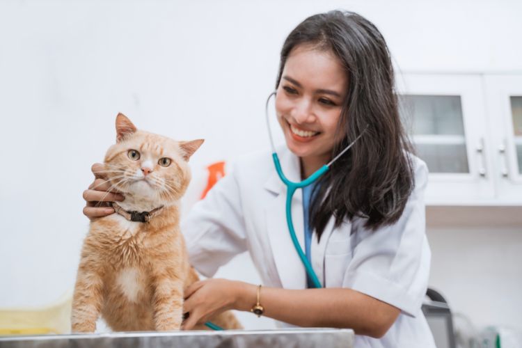 gato e veterinária em clínica