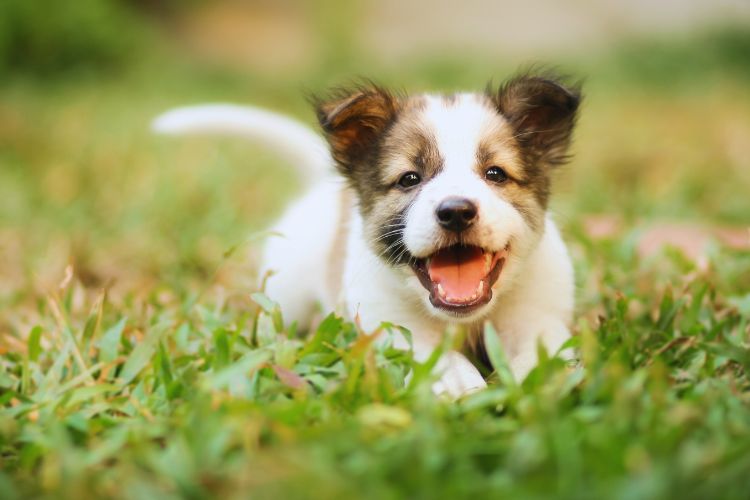 cachorro filhote correndo na grama