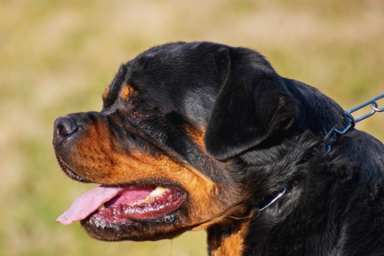 cachorro rotweiller fazendo força na coleira 