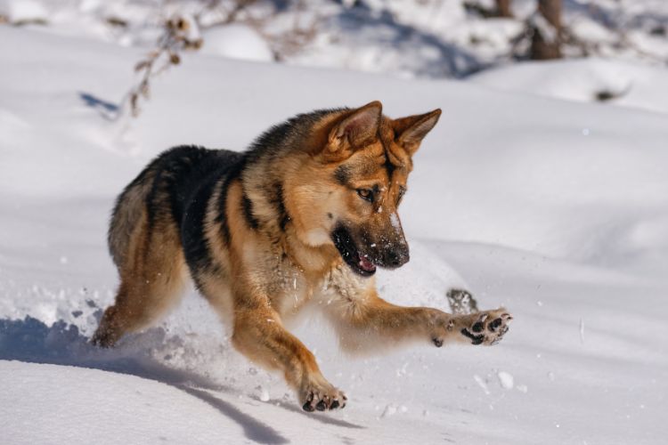 cachorro pastor alemão brincando na neve