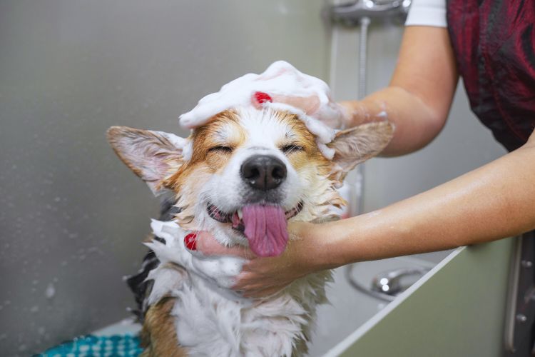 cachorro tomando banho na banheira