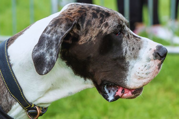 cachorro dinamarquês olhando para frente