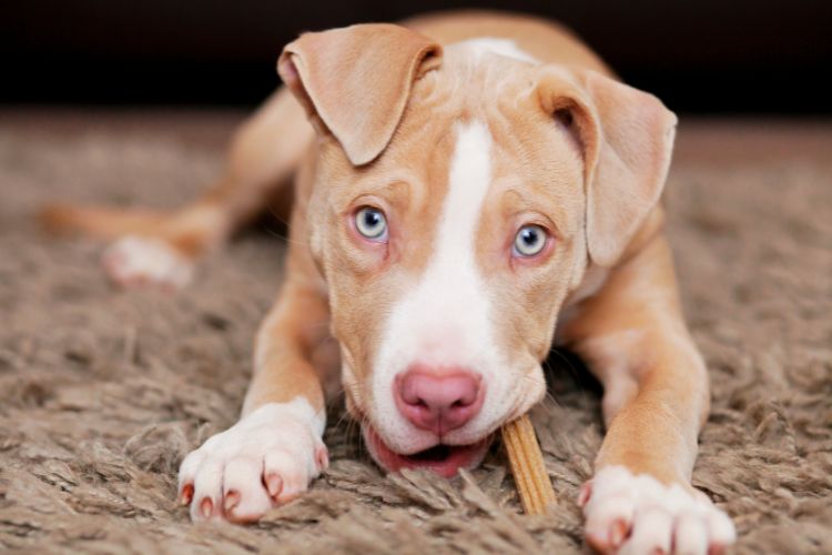 cachorro filhote mordendo pedaço de madeira