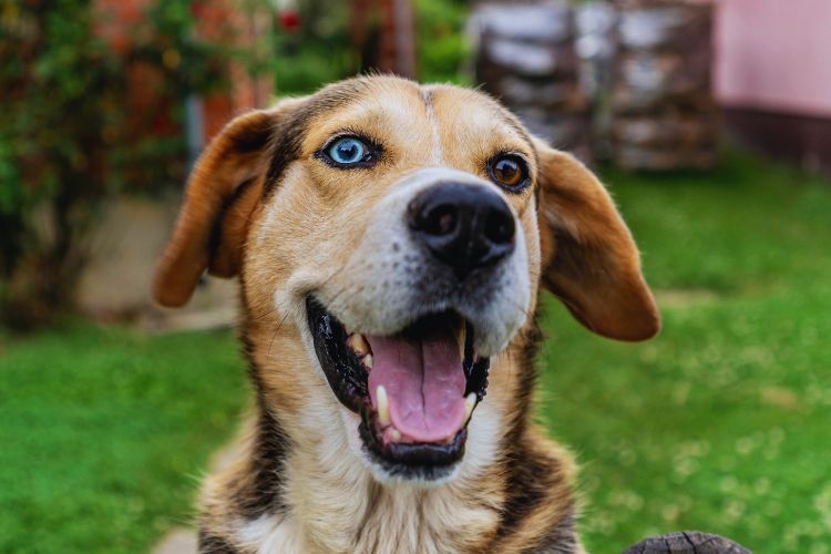 cachorro com a boca aberta no quintal de casa