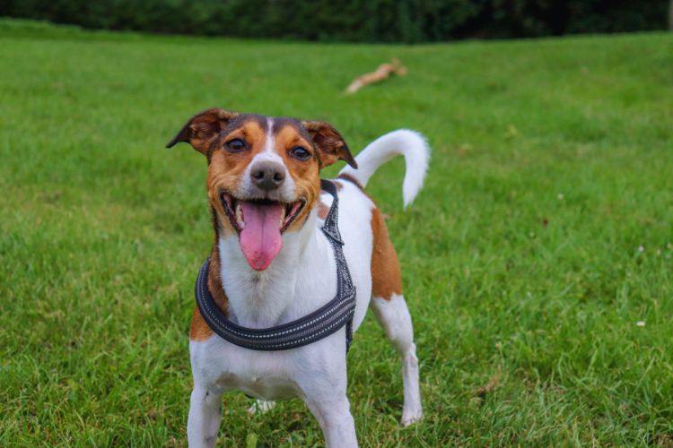 cachorro feliz na grama e com boca aberta