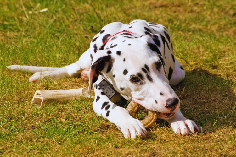 cachorro mordendo brinquedo na grama