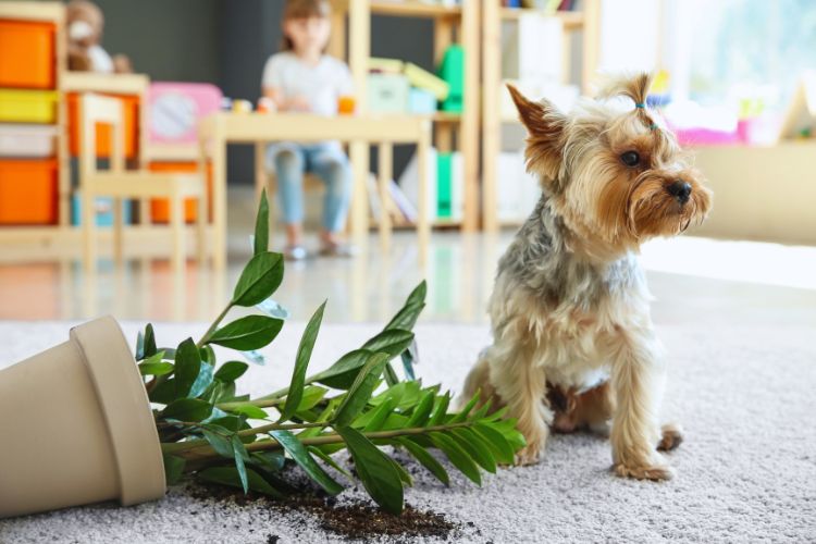 cachorro com o vaso de planta derrubado