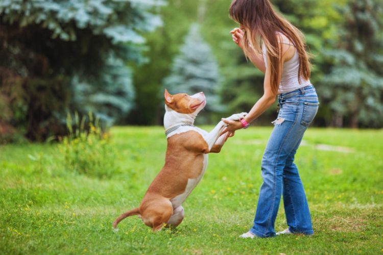 cachorro pit bull e mulher no quintal 