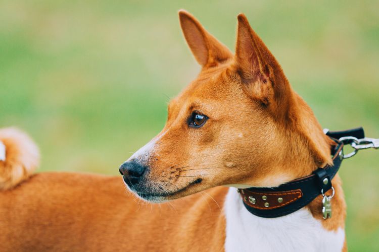 cachorro olhando para o lado 