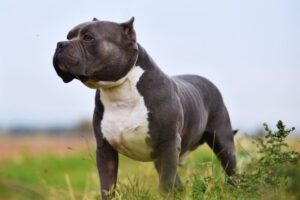 cachorro forte no gramado