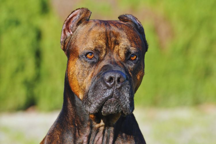 cachorro alano espanhol olhando para frente 