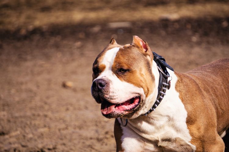 cachorro pit bull de coleira preta 