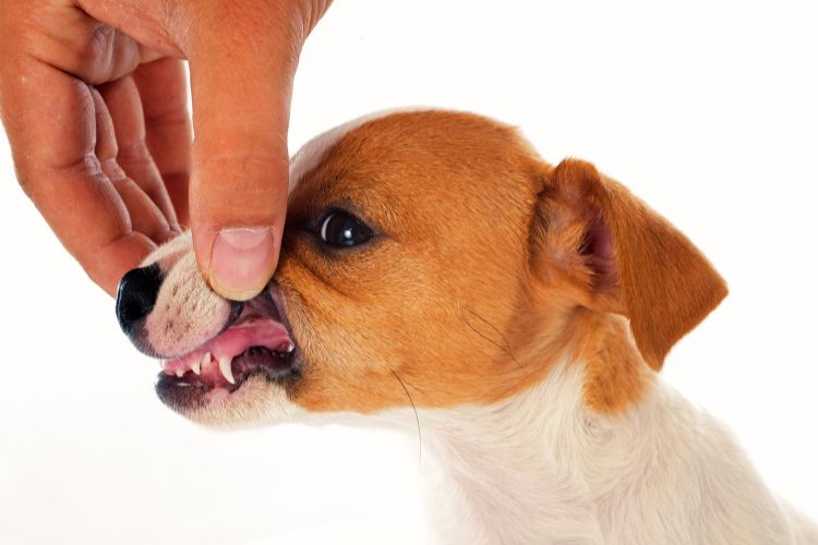 cachorro filhote com dente de leite