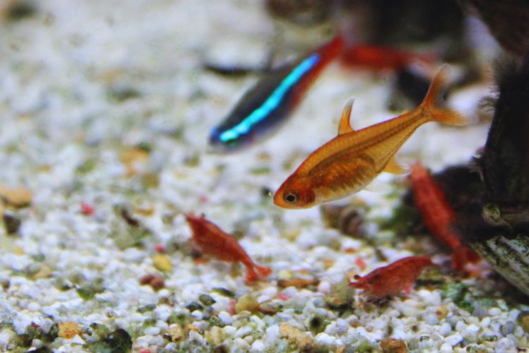 peixe tetra neon em aquário comunitário