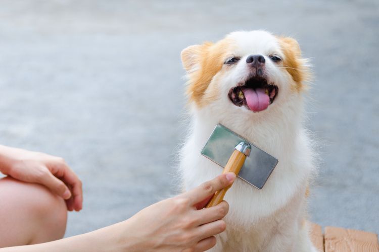 cachorro sendo escovado 