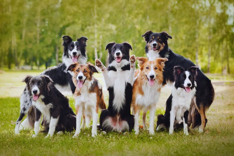 cachorros em grupo  na grama