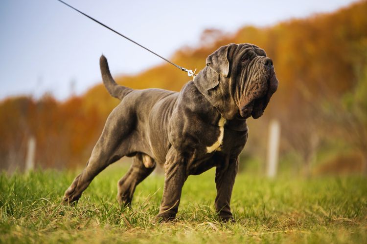 cachorro mastim napolitano usando coleira