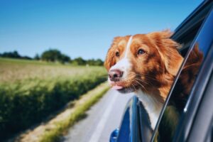 cachorro com a cabeça de fora no carro