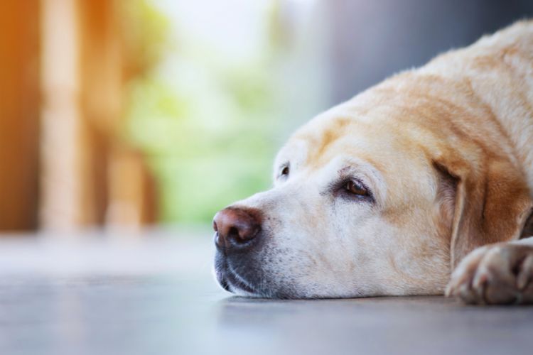 cachorro deitado triste em casa