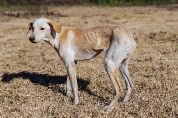 cachorro desnutrido e magro 