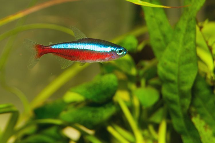 peixe tetra neon sozinho no aquário