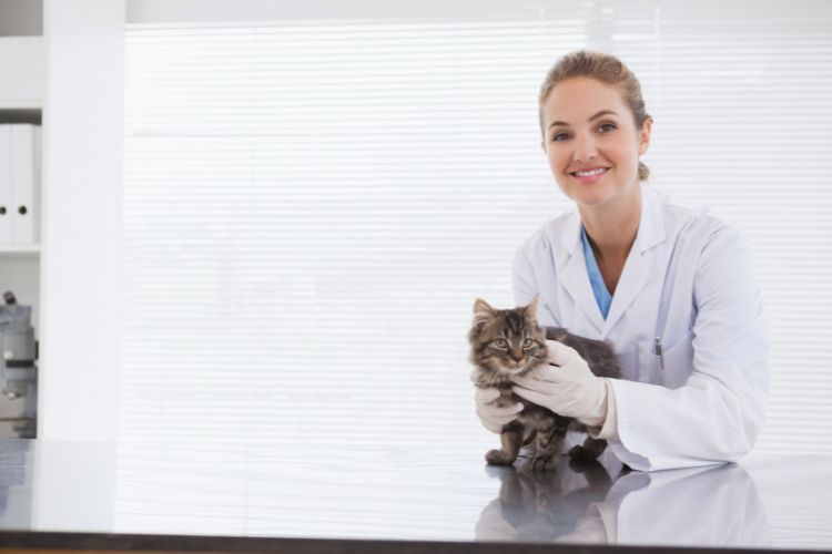 gato sendo segurado por veterinária 