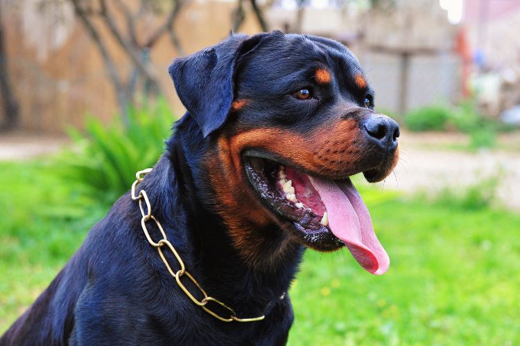 cachorro rotweiller de coleira no quintal