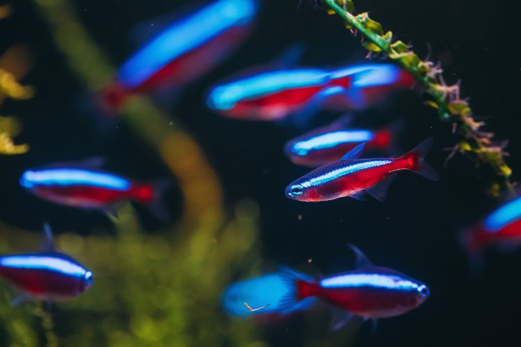 peixe tretra neon em cardume no aquário