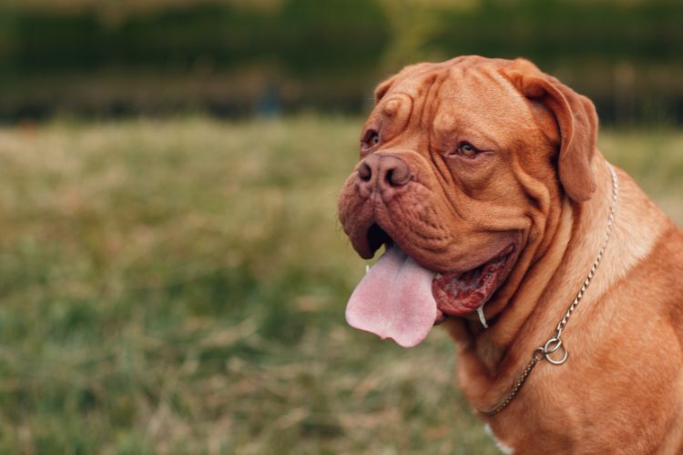  cachorro dogue de Bordeaux com língua de fora 