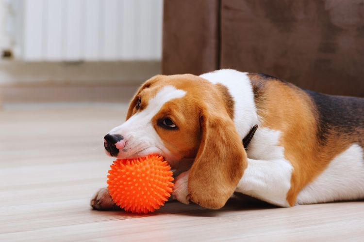 cachorro brincando com bola