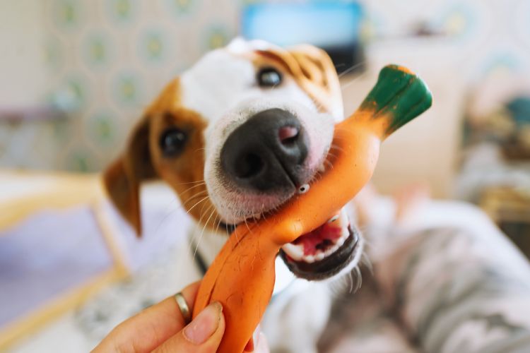 cachorro mordendo seu brinquedo