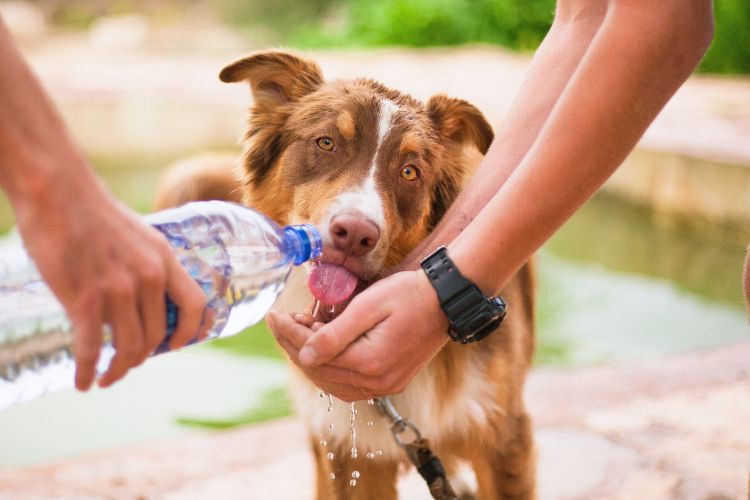 cachorro marrom bebendo agua de garrafa 