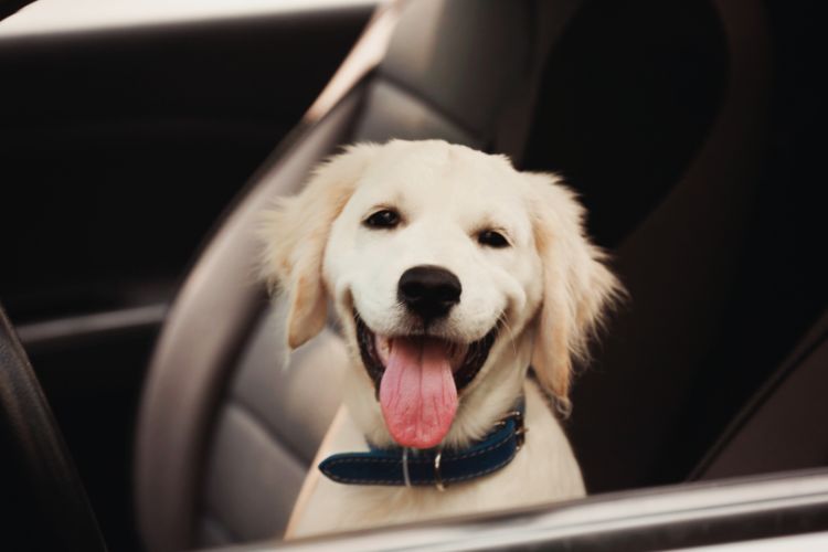 cachorro com boca aberta dentro do carro