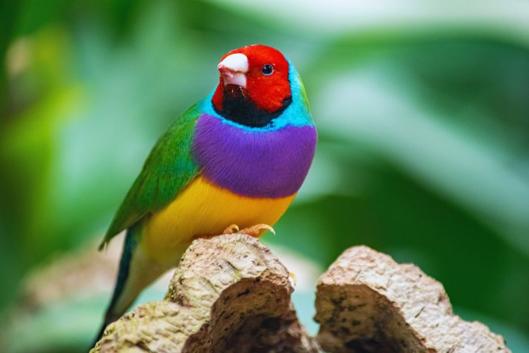 pássaro diamante gould pousado na pedra