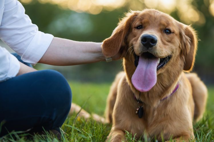 cachorro feliz com seu dono 