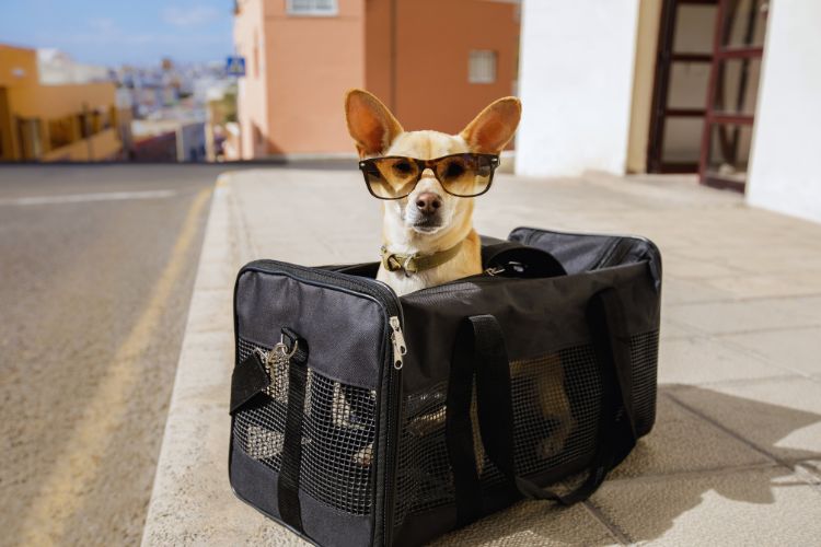 cachorro de óculos dentro de caixa