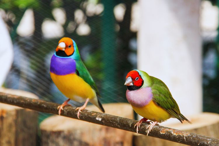 pássaro diamante gould em dupla 