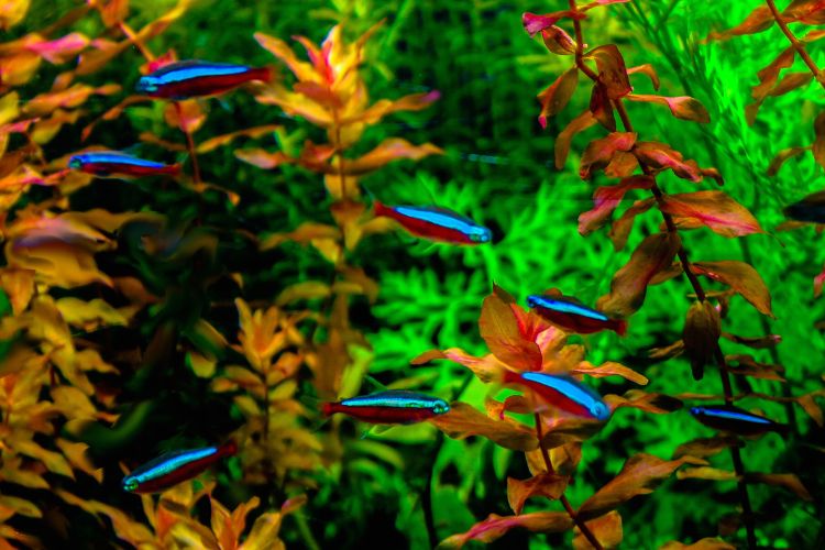 peixes tetra neon vivendo em grupo no aquário