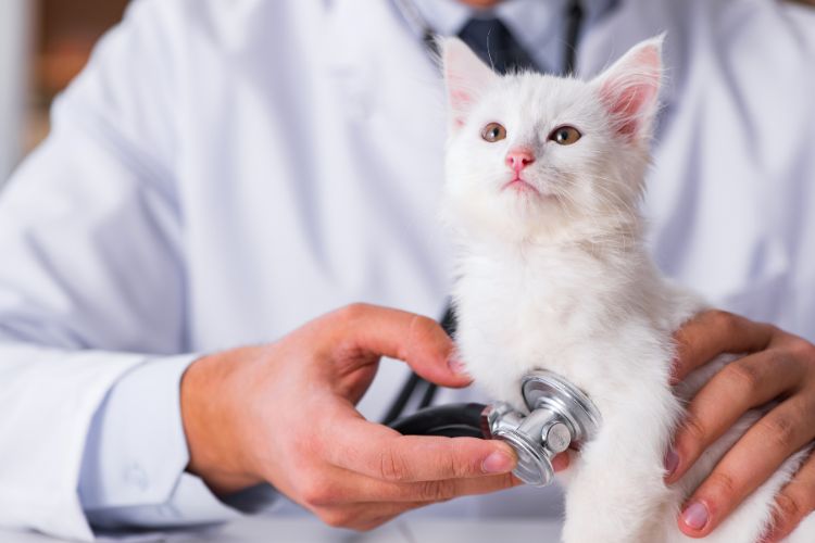 gato realizando exame por um veterinário