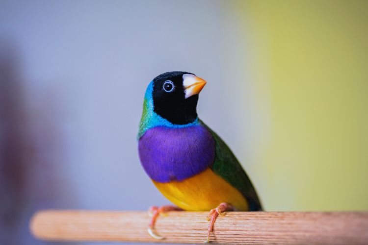 pássaro diamante gould de cabeça preta 